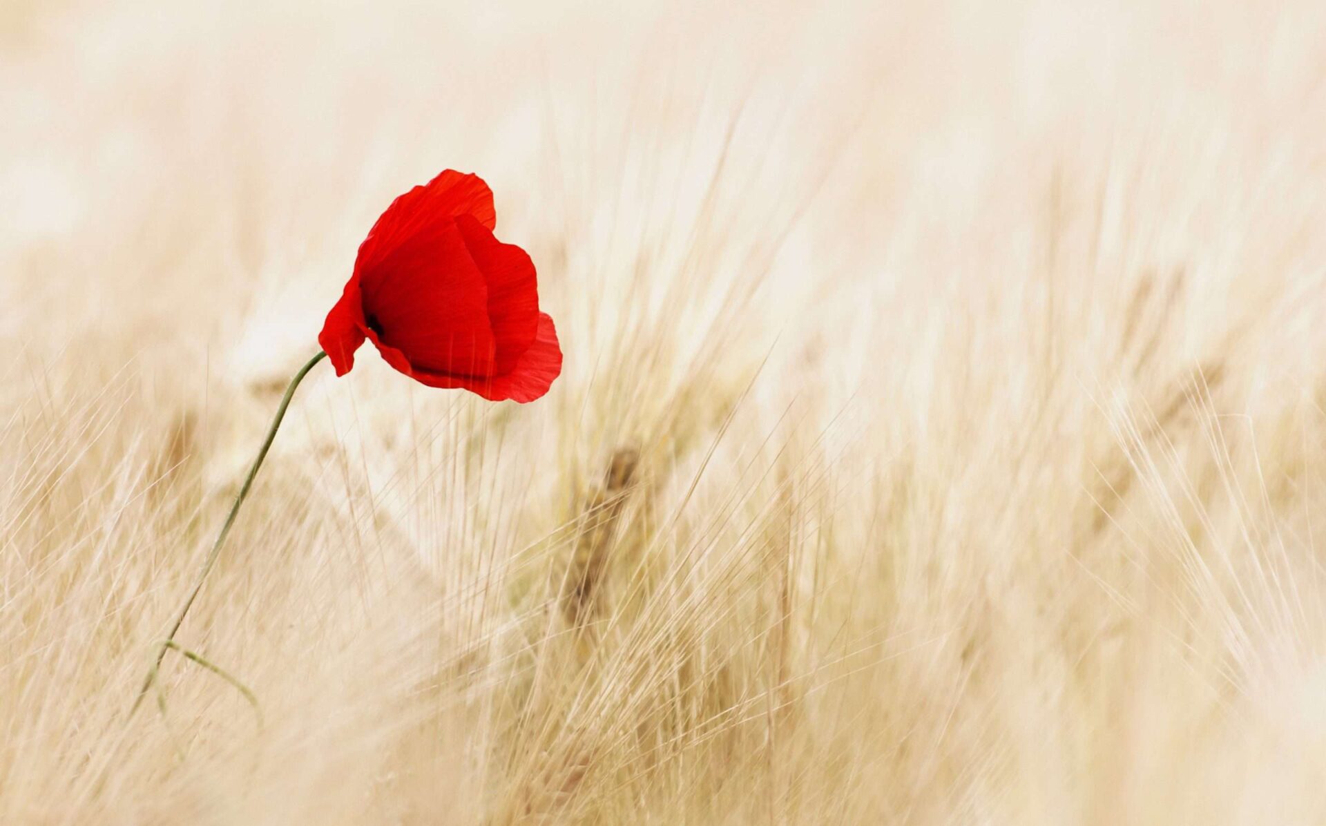Red poppy against a blurry wheat field
