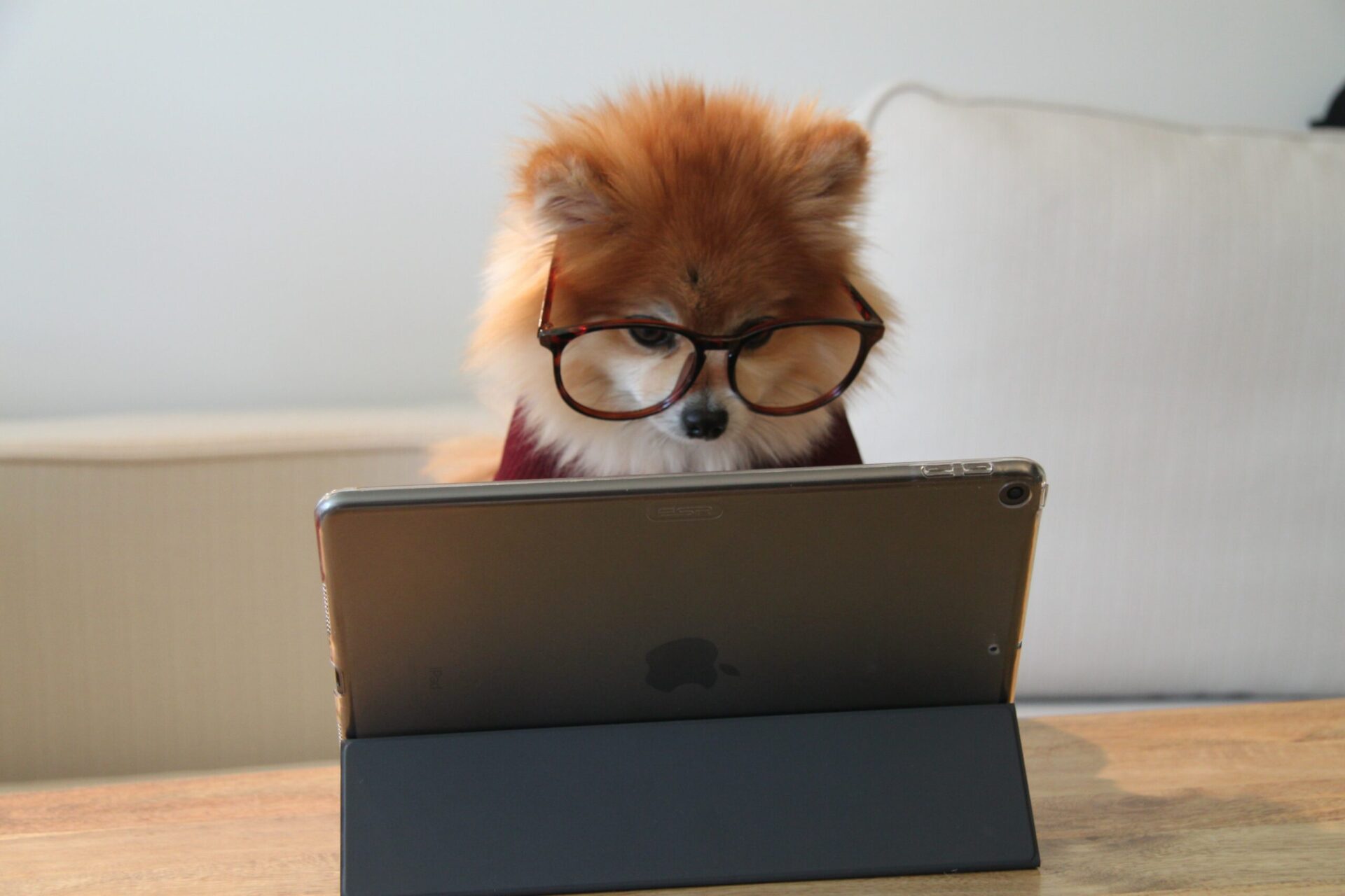 A Credit Hound dog wearing glasses looking at a tablet screen