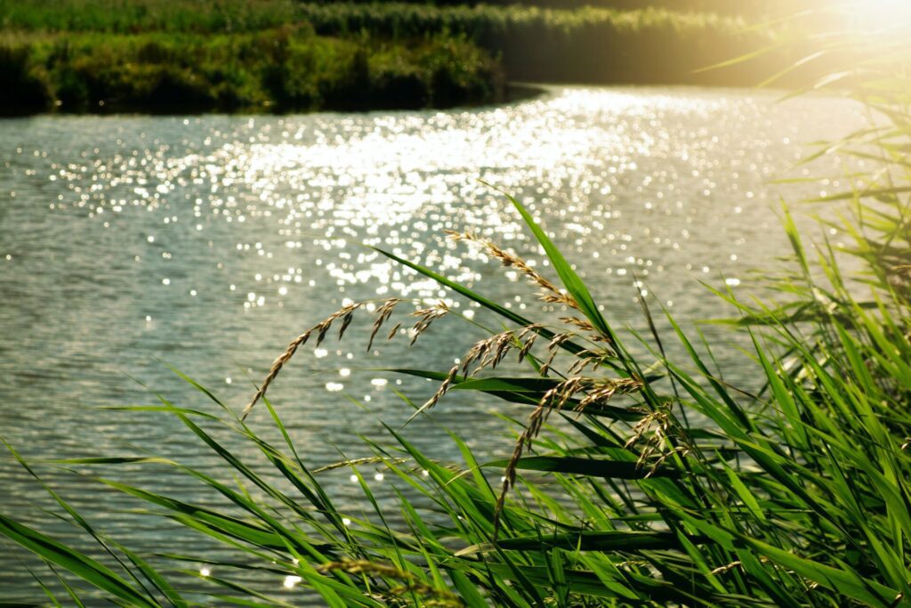 Close up of tall grass growing by a river