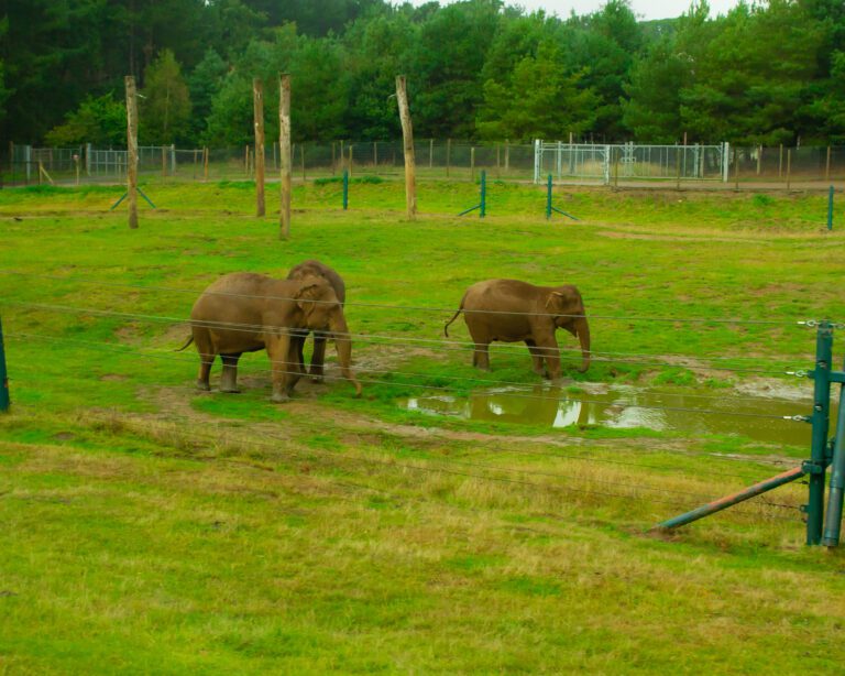 Several elephant as seen on a safari tour