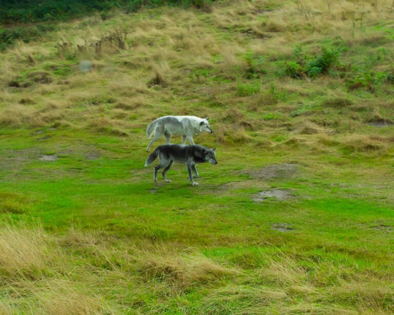 Two wolves walking next to each other on a safari tour