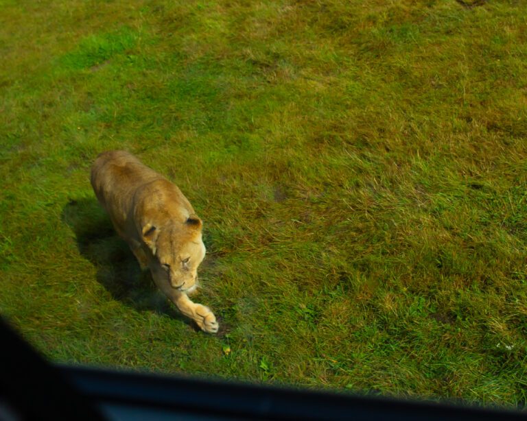 Image of a lion just outside a bus