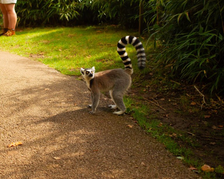 Lemur on a path at a zoo