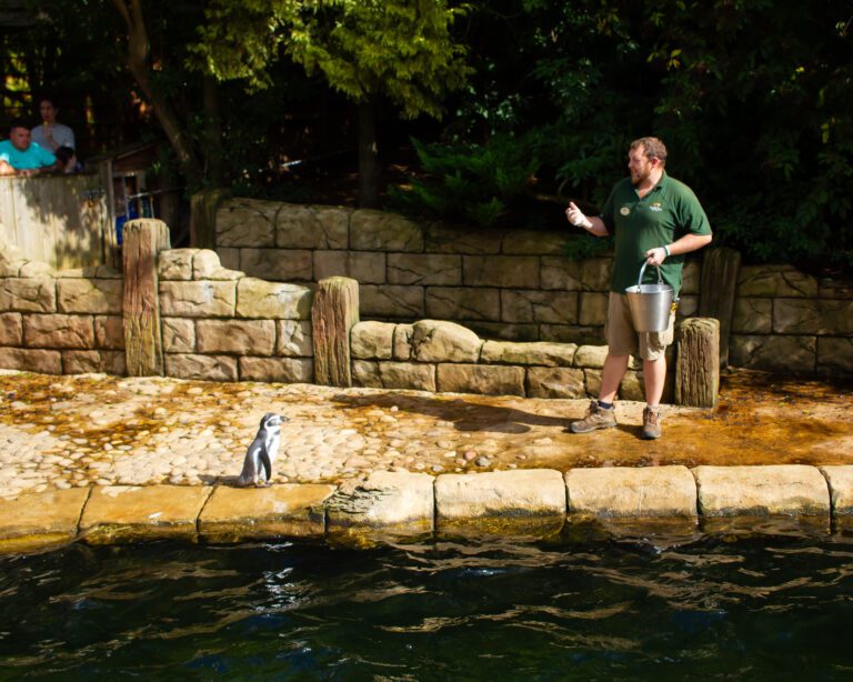 Zoo keeper feeding a penguin at a zoo