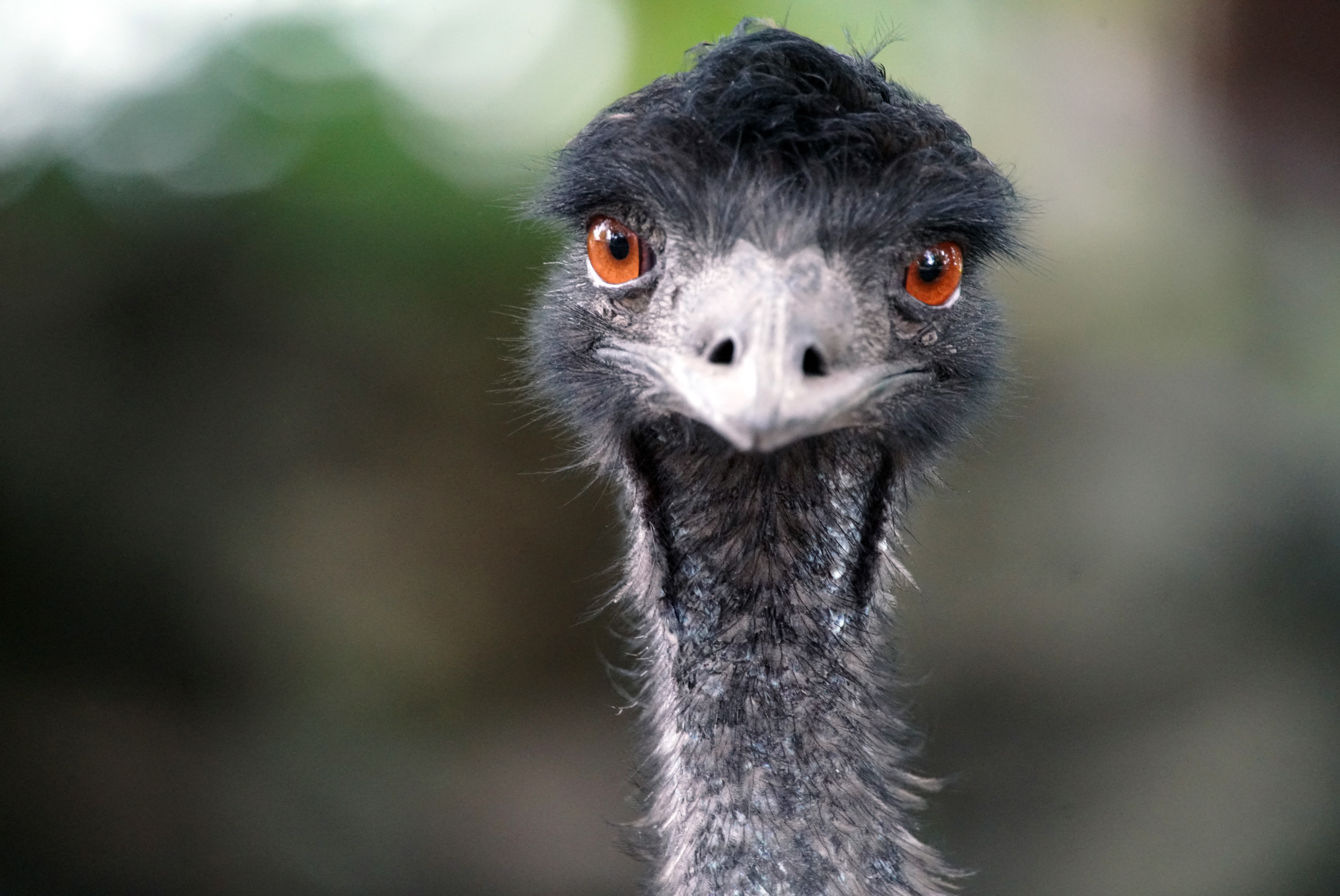 An emu stares at us, the viewer. It can be seen from the neck up.