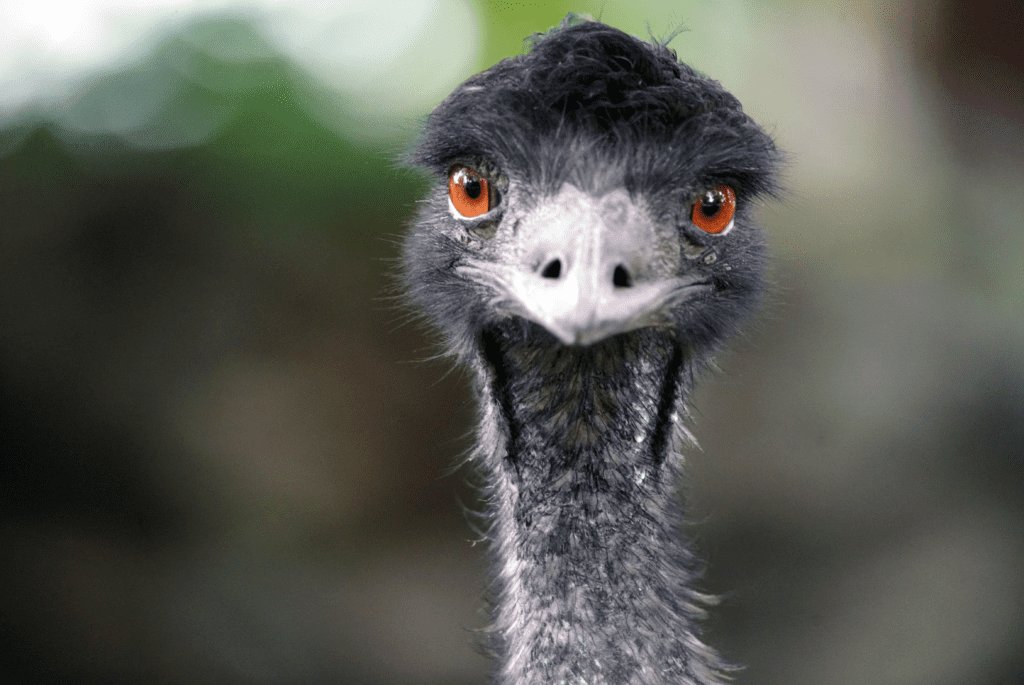 An emu stares at us, the viewer. It can be seen from the neck up.