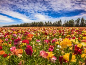 A grassy field blooming with colourful flowers. The sky is cloudy and bright. 