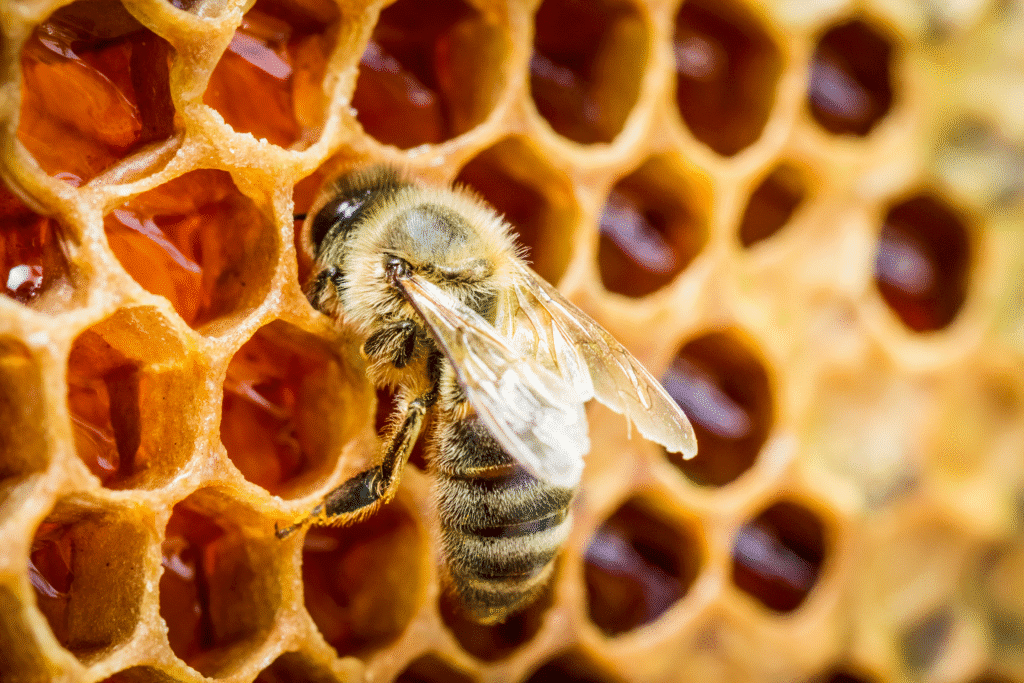 A bee in a beehive.