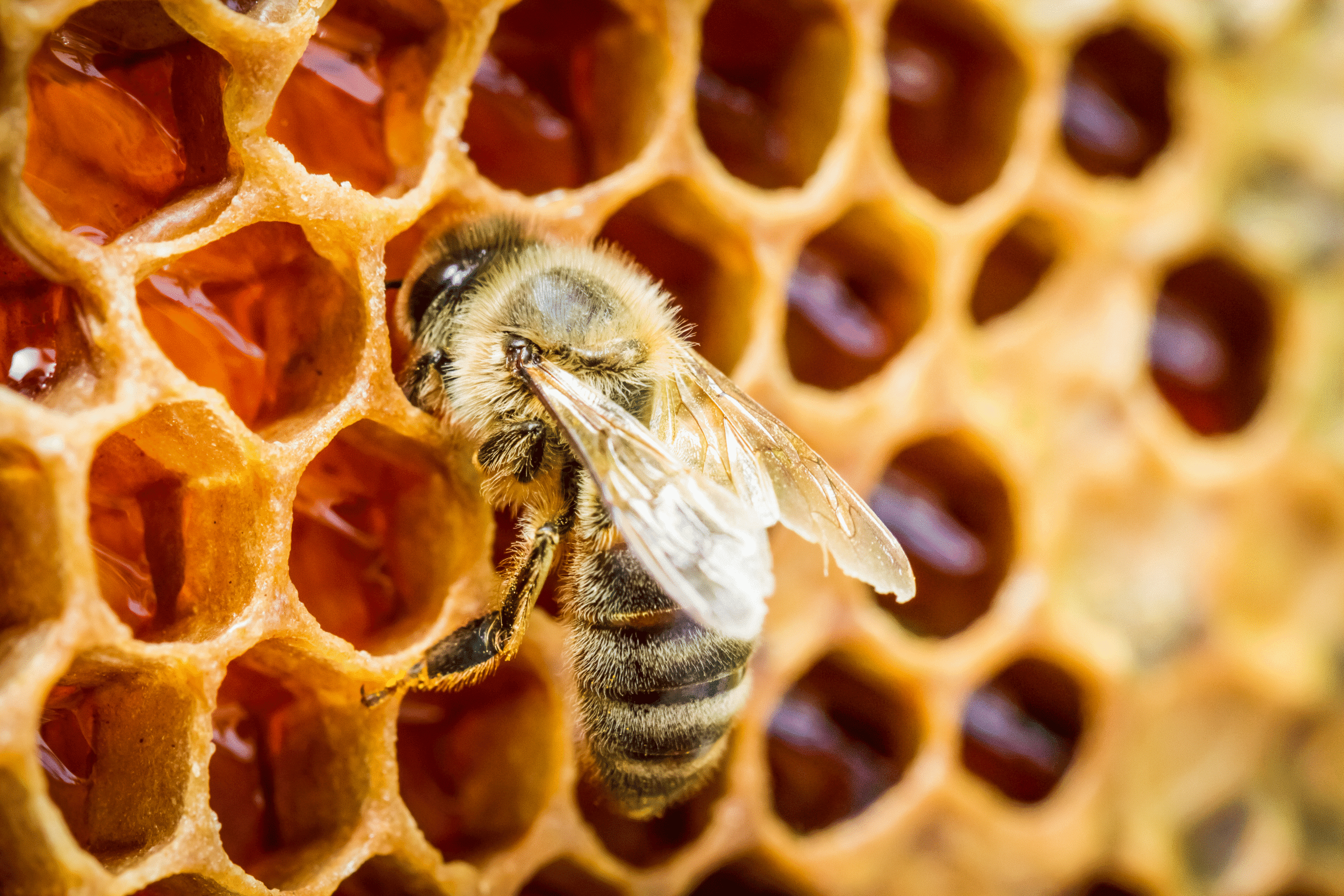A bee in a beehive.