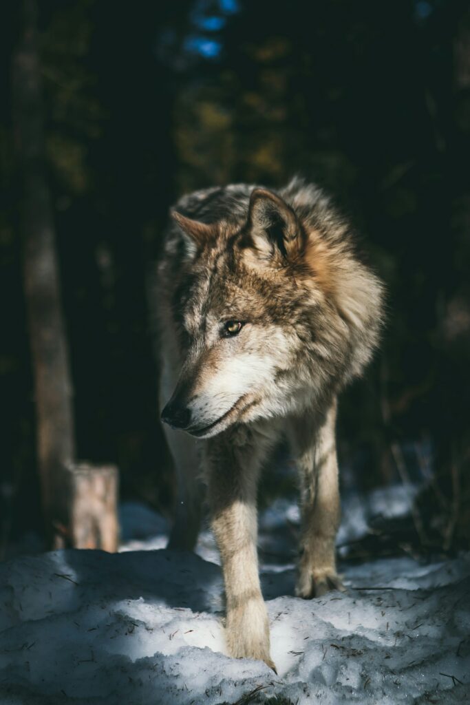 Wolf prowling in a snowy forest area